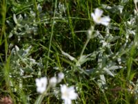 Cerastium tomentosum Terekudden, Bunkeflo strandängar, Malmö, Skåne, Sweden 20140517_0002