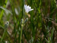 Cerastium tomentosum Terekudden, Bunkeflo strandängar, Malmö, Skåne, Sweden 20140517_0003