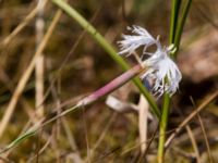 Dianthus arenarius Haväng, Simrishamn, Skåne, Sweden 20100716 160