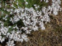 Dianthus arenarius Kiviks marknadsplats, Simrishamn, Skåne, Sweden 20160606_0123