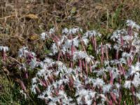 Dianthus arenarius Kiviks marknadsplats, Simrishamn, Skåne, Sweden 20160606_0124