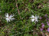 Dianthus arenarius ssp. arenarius Everöds järnvägsbank, Kristianstad, Skåne, Sweden 20190623_0146