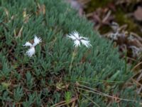 Dianthus arenarius ssp. arenarius Gropahålet, Kristianstad, Skåne, Sweden 20160628_0269