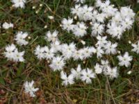 Dianthus arenarius ssp. arenarius Haväng, Skåne, Sweden 20170528_0080