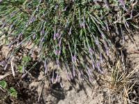 Dianthus arenarius ssp. arenarius Vitemölla strövområde, Simrishamn, Skåne, Sweden 20150503_0140