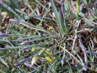 Dianthus arenarius ssp. arenarius Vitemölla strövområde, Simrishamn, Skåne, Sweden 20150503_0143