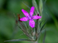 Dianthus armeria Blåsippegatan, Almåsa, Malmö, Skåne, Sweden 20200729_0087