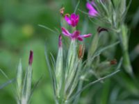 Dianthus armeria Blåsippegatan, Almåsa, Malmö, Skåne, Sweden 20200729_0088