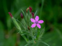 Dianthus armeria Blåsippegatan, Almåsa, Malmö, Skåne, Sweden 20200729_0094