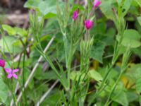 Dianthus armeria Svanetorpsvägen, Åkarp, Lomma, Skåne, Sweden 20160716_0091