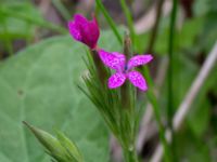 Dianthus armeria Svanetorpsvägen, Åkarp, Lomma, Skåne, Sweden 20160716_0092