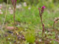 Dianthus armeria Svanetorpsvägen, Åkarp, Lomma, Skåne, Sweden 20160716_0095