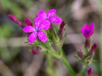 Dianthus armeria Svanetorpsvägen, Åkarp, Lomma, Skåne, Sweden 20160716_0097