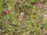 Dianthus armeria Svanetorpsvägen, Åkarp, Lomma, Skåne, Sweden 20160716_0102