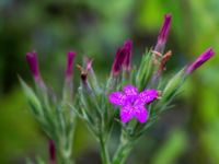 Dianthus armeria Svanetorpsvägen, Åkarp, Lomma, Skåne, Sweden 20160716_0117