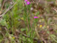 Dianthus armeria Svanetorpsvägen, Åkarp, Lomma, Skåne, Sweden 20160716_0125