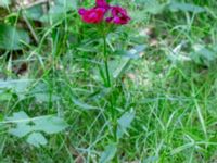 Dianthus barbatus Ödetomt Gunnarpsvägen, Tjörnarp, Höör, Skåne, Sweden 20200725_0217