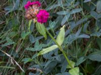 Dianthus barbatus Borgeby, Kävlinge, Skåne, Sweden 20150830_0038