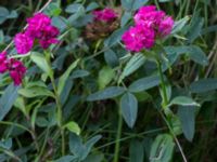 Dianthus barbatus Borgeby, Kävlinge, Skåne, Sweden 20150830_0039