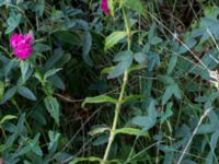 Dianthus barbatus Borgeby, Kävlinge, Skåne, Sweden 20150830_0040