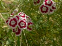 Dianthus barbatus Kroksbäcksstigen, Malmö, Skåne, Sweden 20190630_0077