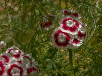 Dianthus barbatus Kroksbäcksstigen, Malmö, Skåne, Sweden 20190630_0078