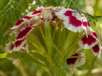 Dianthus barbatus Kroksbäcksstigen, Malmö, Skåne, Sweden 20190630_0080