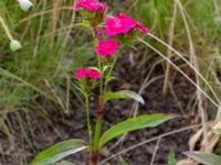 Dianthus barbatus Kroksbäcksstigen, Malmö, Skåne, Sweden 20190702_0006