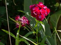 Dianthus barbatus Pallersområdet, Åhus, Kristianstad, Skåne, Sweden 20170719_0240