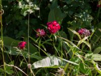 Dianthus barbatus Pallersområdet, Åhus, Kristianstad, Skåne, Sweden 20170719_0241