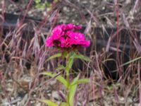 Dianthus barbatus Ruderatyta Marsgatan, Malmö, Skåne, Sweden 20220615_0013