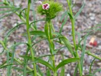 Dianthus barbatus Ruderatyta Marsgatan, Malmö, Skåne, Sweden 20220615_0014