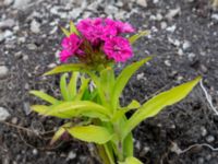 Dianthus barbatus Ruderatyta Marsgatan, Malmö, Skåne, Sweden 20220615_0015