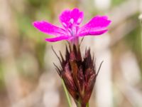 Dianthus carthusianorum Vanningen, Vellinge, Skåne, Sweden 20230610_0008