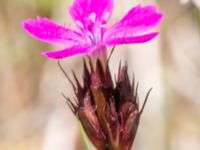 Dianthus carthusianorum Vanningen, Vellinge, Skåne, Sweden 20230610_0009