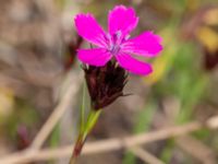 Dianthus carthusianorum Vanningen, Vellinge, Skåne, Sweden 20230610_0010