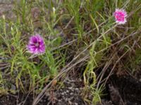 Dianthus chinensis Ruderatyta Marsgatan, Malmö, Skåne, Sweden 20220706_0005