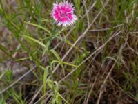 Dianthus chinensis Ruderatyta Marsgatan, Malmö, Skåne, Sweden 20220706_0006