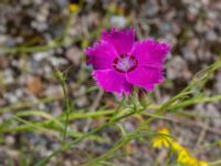 Dianthus chinensis Ruderatyta Marsgatan, Malmö, Skåne, Sweden 20220706_0010