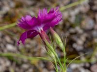 Dianthus chinensis Ruderatyta Marsgatan, Malmö, Skåne, Sweden 20220706_0011