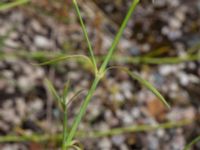 Dianthus chinensis Ruderatyta Marsgatan, Malmö, Skåne, Sweden 20220706_0012