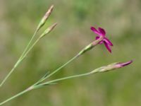 Dianthus deltoides Björka, Helsingborg, Skåne, Sweden 20240601_0031