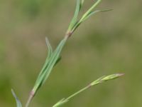 Dianthus deltoides Björka, Helsingborg, Skåne, Sweden 20240601_0033