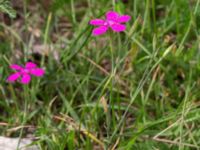 Dianthus deltoides Emporia, Malmö, Skåne, Sweden 20210720_0007