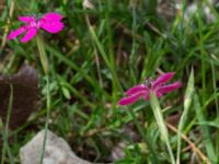 Dianthus deltoides Emporia, Malmö, Skåne, Sweden 20210720_0008