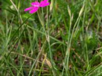 Dianthus deltoides Emporia, Malmö, Skåne, Sweden 20210720_0009