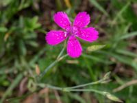 Dianthus deltoides Emporia, Malmö, Skåne, Sweden 20210720_0010