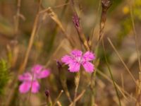 Dianthus deltoides Käglinge hästbacke, Malmö, Skåne, Sweden 20220719_0089