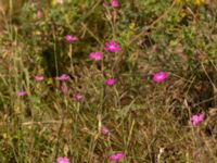 Dianthus deltoides Käglinge hästbacke, Malmö, Skåne, Sweden 20220719_0097