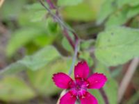 Dianthus deltoides Lagerbrings väg, Lund, Skåne, Sweden 20190712_0052